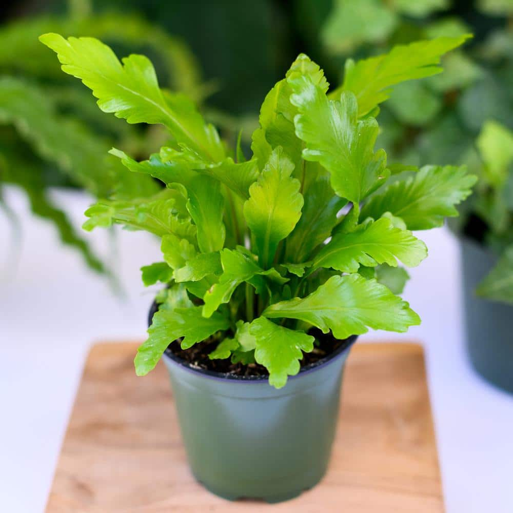 Wekiva Foliage 4 in. Champion Bird's Nest Fern - Live Plant in a Pot - Asplenium Nidus 'Campio' - Rare and Exotic Ferns from Florida