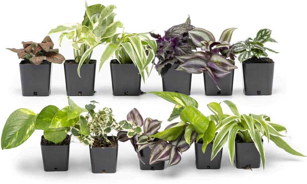 ALTMAN PLANTS 2IN Easy to Grow Live House Plants (12-pack)