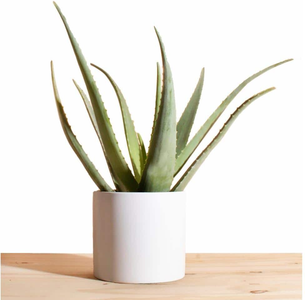 Shop Succulents Aloe Vera in 6 in. Modern Ceramic White Planter Pot