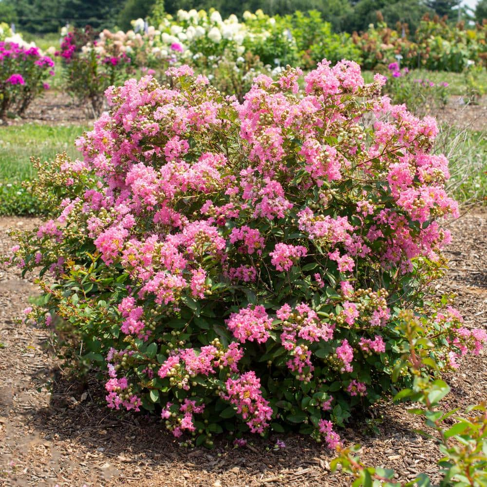 BLOOMABLES 2 Qt.  Bellini Guava Crape Myrtle Shrub with Light Pink Flowers in Stadium Pot