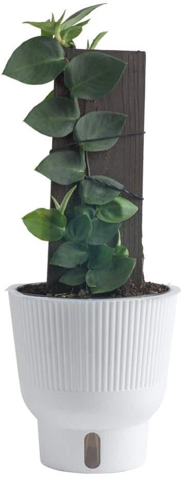 Costa Farms Trending Tropicals Shingle Rhaphidophroa Hayi Indoor Plant in 6 in. White Pot, Avg. Shipping Height 1-2 ft. Tall