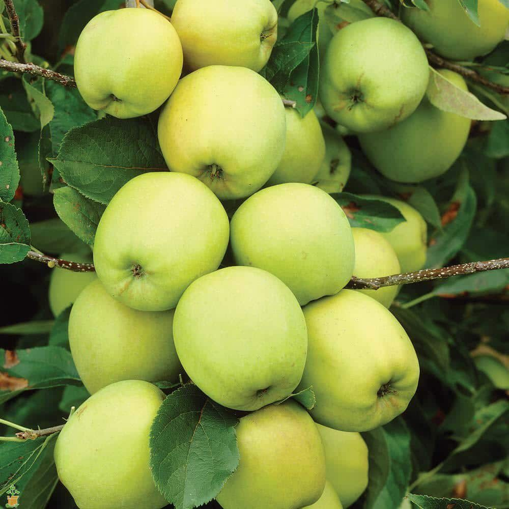 Online Orchards 3 ft. Golden Delicious Apple Tree with Honeyed Sweet Light Gold Fruit