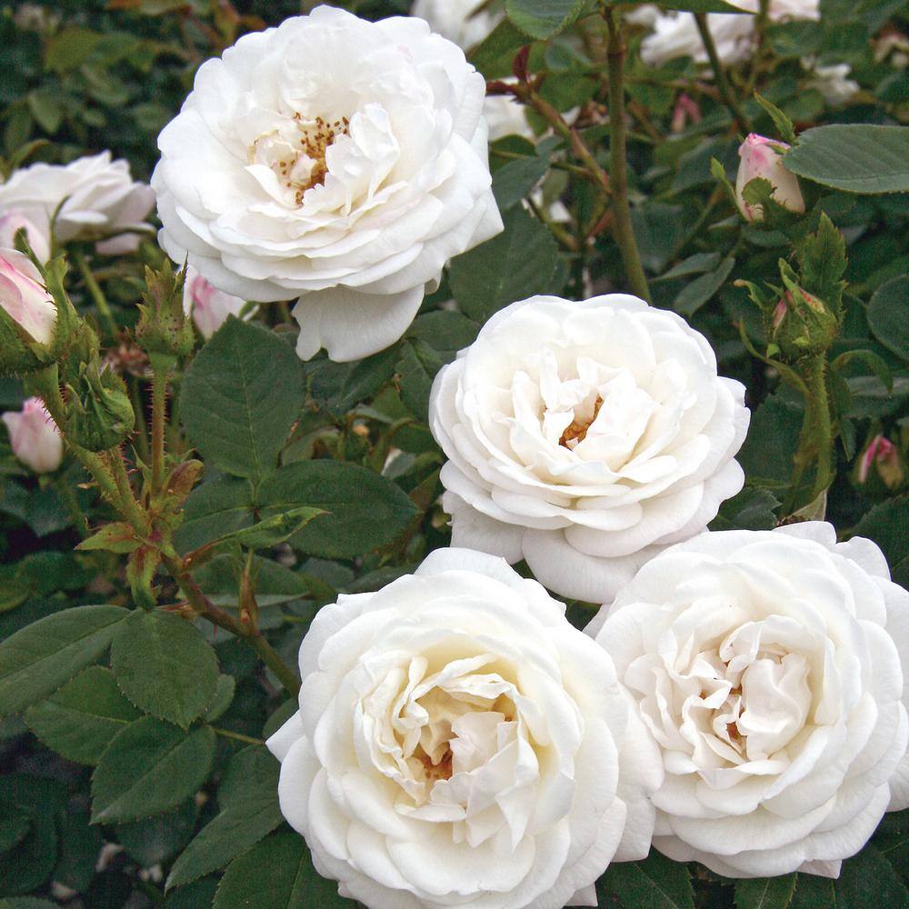 BLOOMABLES 2 Qt.  Pearlescent with Rose Bush with Pure White Flowers in Stadium Pot