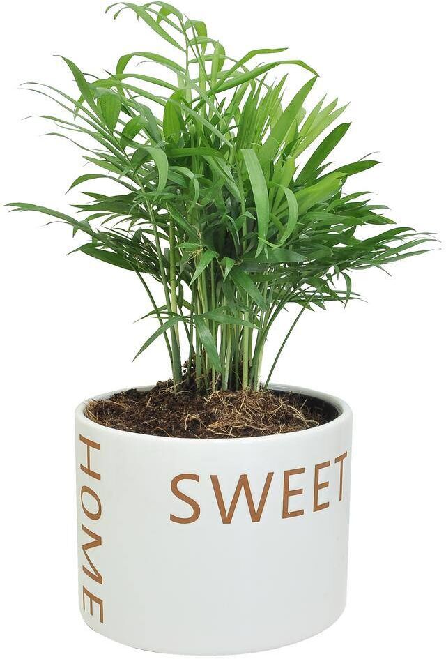 Costa Farms Neanthebella Palm Indoor Plant in 6 in. Home Sweet Home Ceramic Planter, Avg. Shipping Height 1-2 ft. Tall