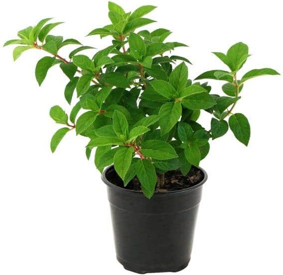 national PLANT NETWORK 2 gal. Hydrangea Strawberry Sundae Tree with White and Pink Flowers