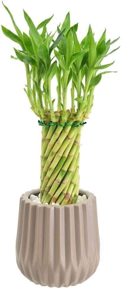 Arcadia Garden Products 4-1/2 in. Tornado Lucky Bamboo Classica 2.0 Tan Ceramic Planter