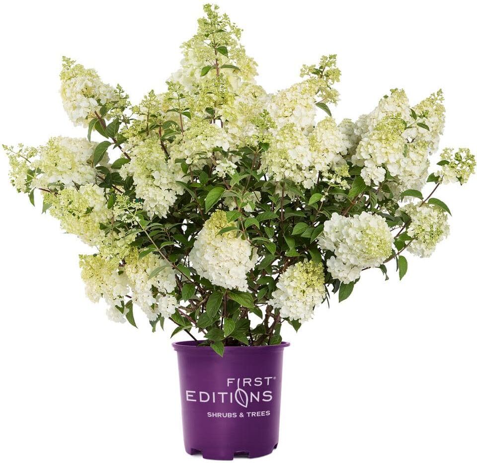 FIRST EDITIONS 3 Gal. Strawberry Sundae Panicle Hydrangea Flowering Shrub with White to Pink Flowers