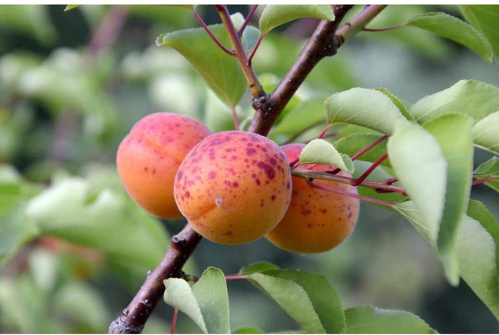 Online Orchards Dwarf Moorpark Apricot Tree - Largest and Sweetest Apricots (Bare-Root, 3 ft. to 4 ft. Tall, 2-Years Old)