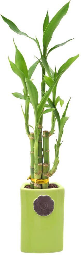 Arcadia Garden Products 2-1/2 in. 5-Stem Lucky Bamboo Contour II Green Ceramic Planter