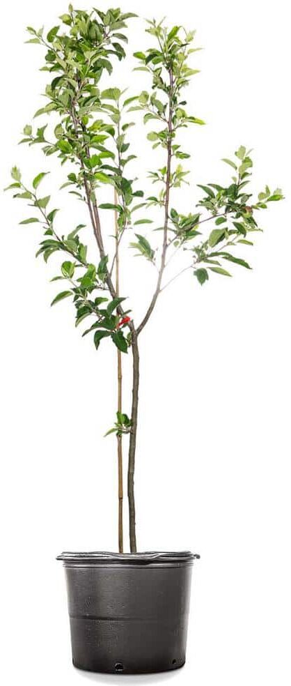 Perfect Plants 4.5 ft. Tall Red Delicious Apple Tree, Pink and White Blooms with Bright Red Fruit