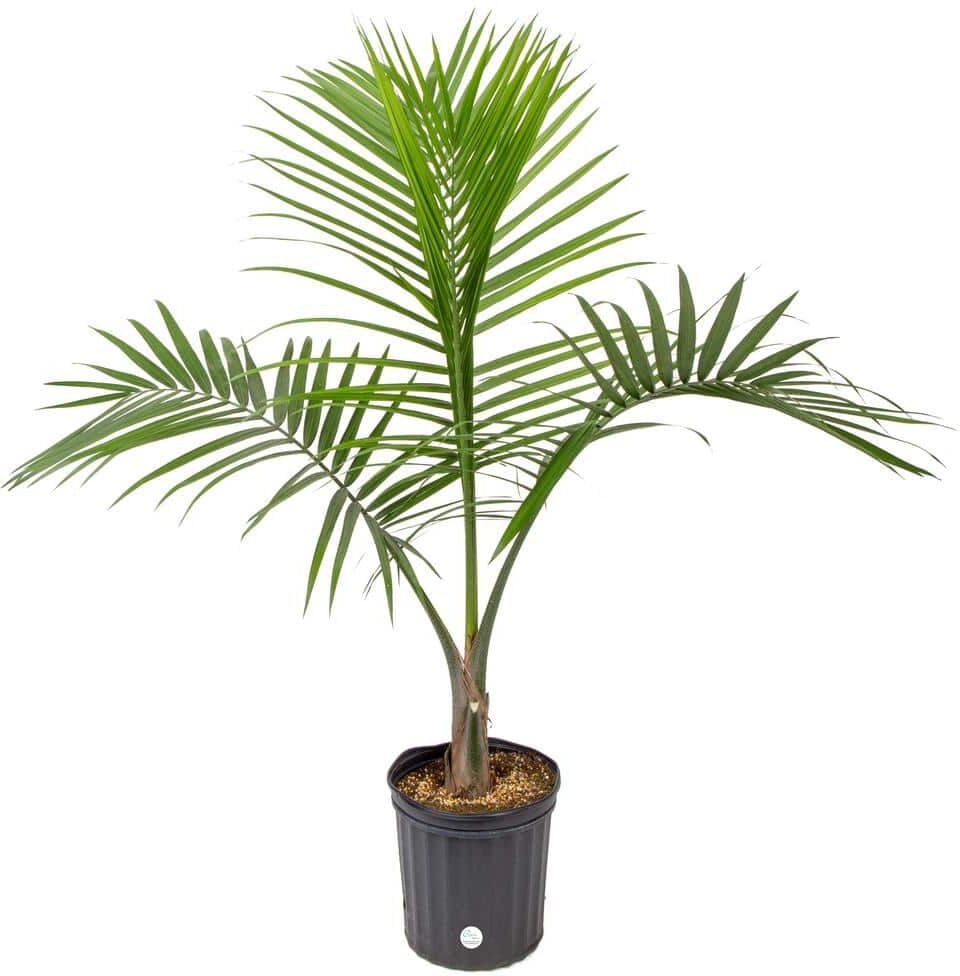 Costa Farms Majesty Indoor Palm in 9.25 in. Grower Pot, Avg. Shipping Height 3-4 ft. Tall