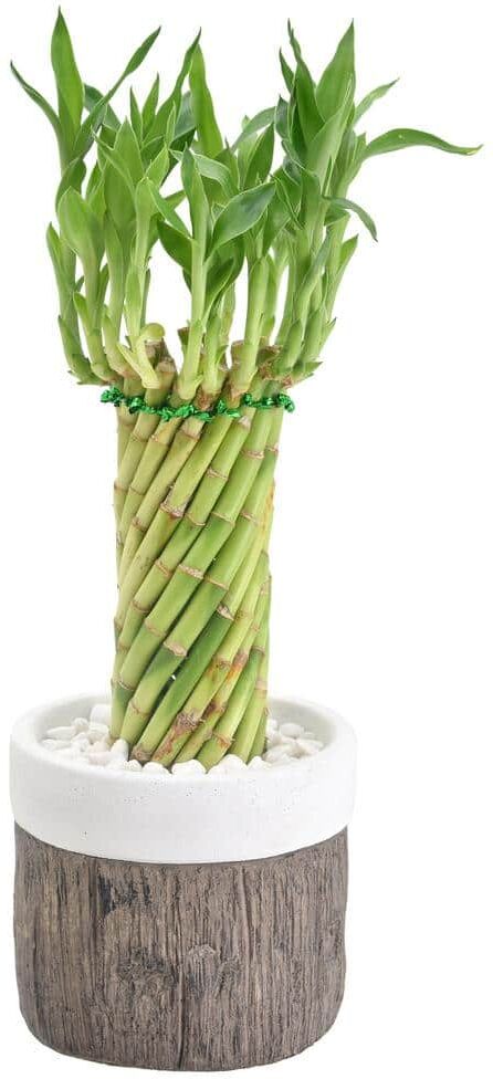 Arcadia Garden Products 4-1/2 in. Tornado Lucky Bamboo Stump White Ceramic Planter