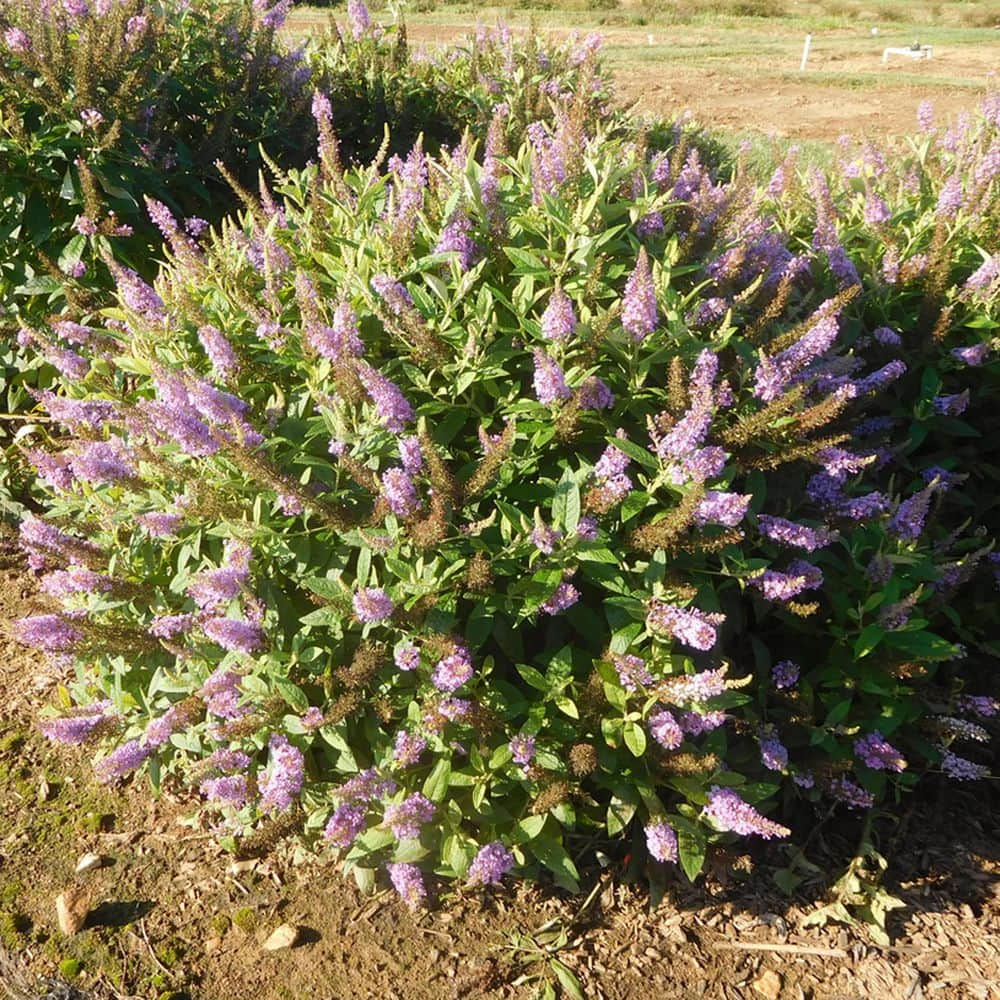 BLOOMABLES 2 Qt.  Dapper Lavender Buddleia Butterfly Bush with Light Purple Flowers in Stadium Pot