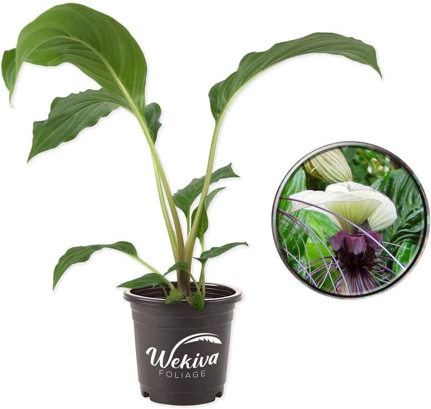 Wekiva Foliage White Bat Flower - Live Plant in a 4 in. Pot - Not in Bloom When Shipped - Tacca Integrifolia - Rare and Exotic