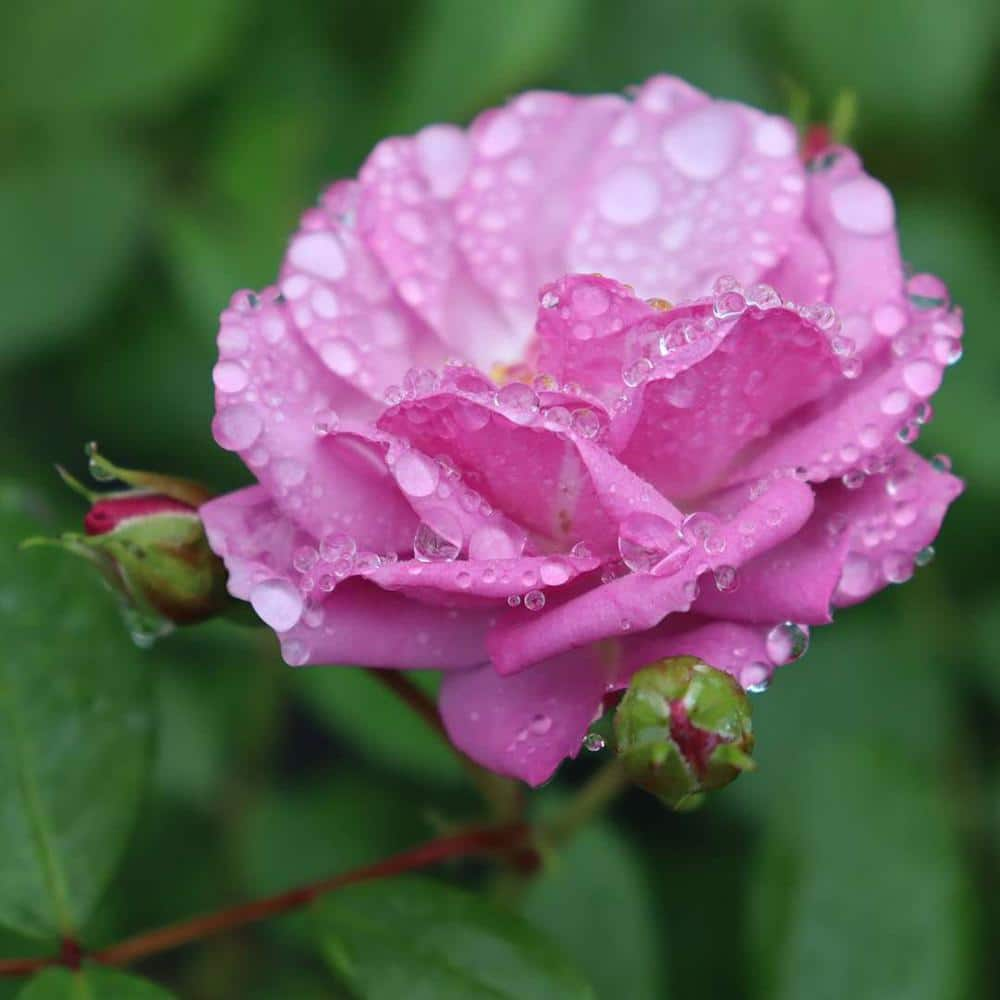 PROVEN WINNERS 1 Gal., Rise Up Lilac Days Rose (Rosa), Live Plant, Shrub, Purple Flowers