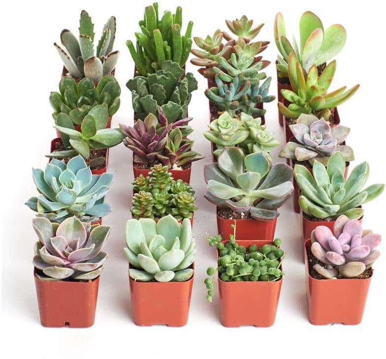 Home Botanicals Unique Succulent Collection (20-Pack)