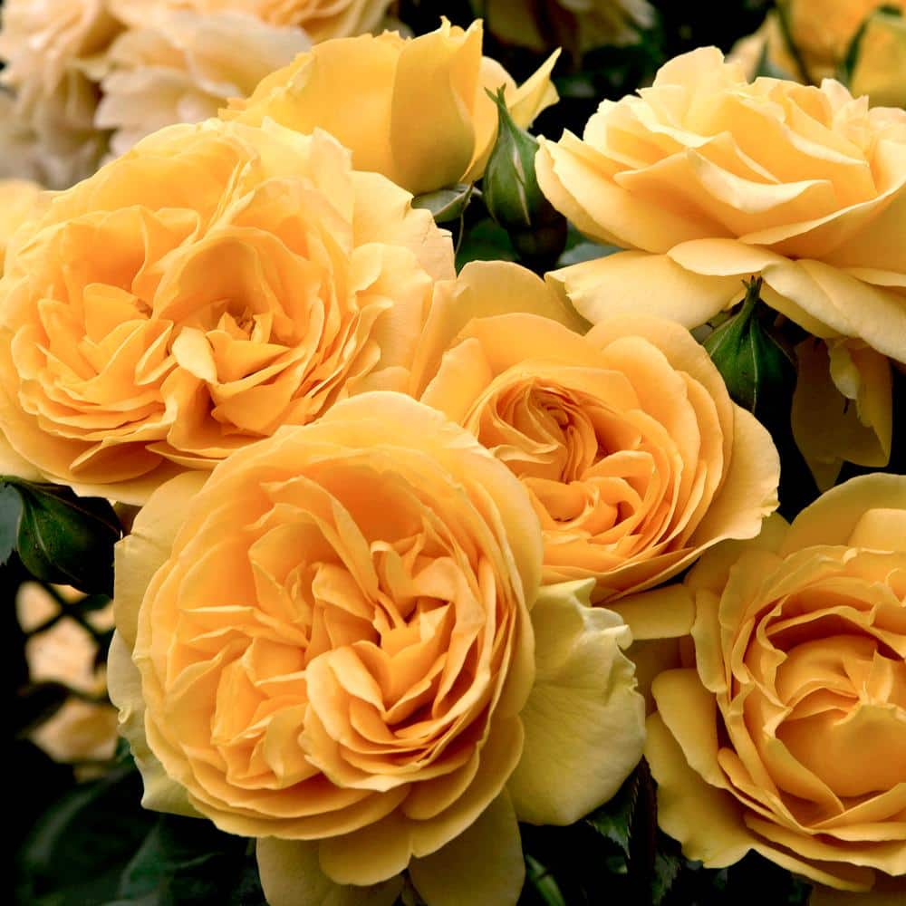 VAN ZYVERDEN Roses Julia Child Roses Bloom Color Yellow (1 Root Stock)