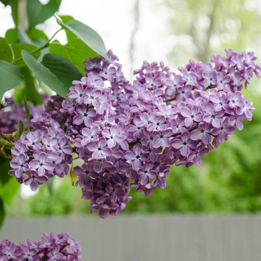 Gardens Alive! 2.50 qt. Pot Old-Fashioned Lilac Flowering Shrub Grown (1-Pack)