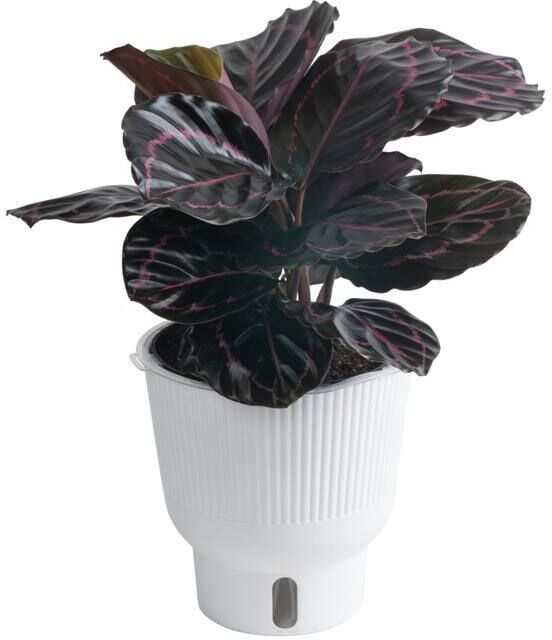 Costa Farms Trending Tropicals Calathea Dottie Indoor Plant in 6 in. White Pot, Avg. Shipping Height 1-2 ft. Tall