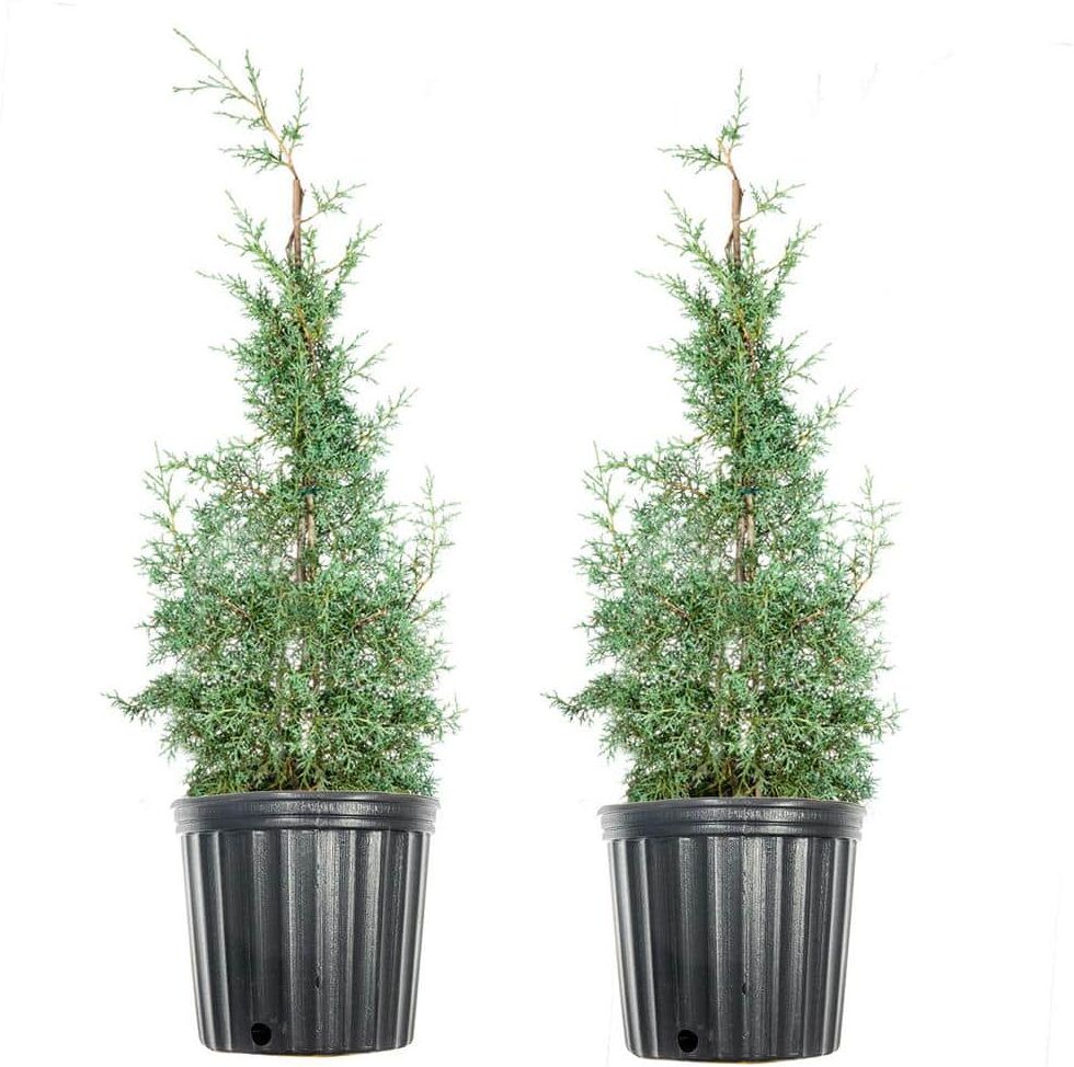 Perfect Plants 3 Gal. Carolina Sapphire Cypress Tree (2-Pack)