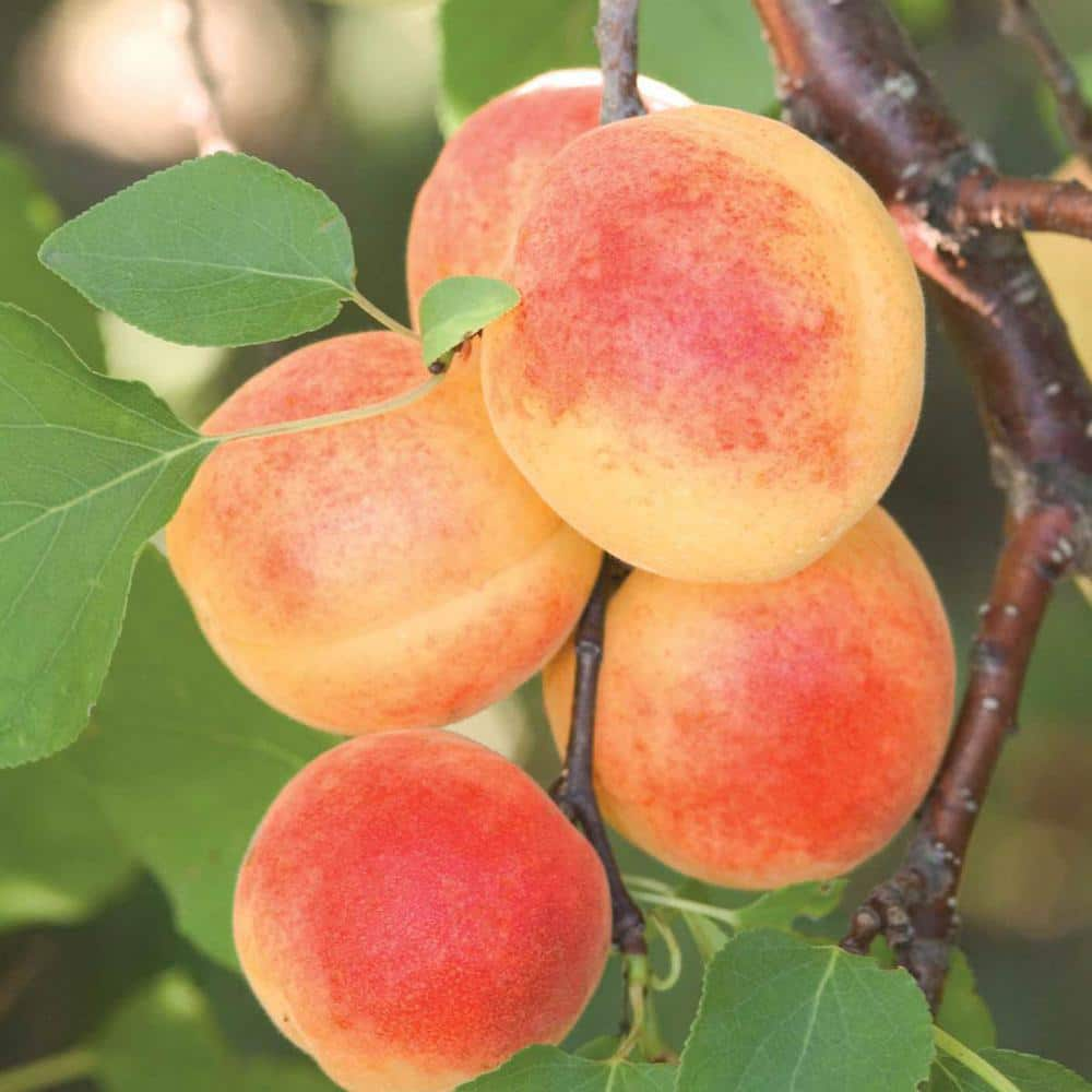 Gurney's Sugar Pearls Apricot Prunus Live Fruiting Bareroot Deluxe Tree Kit (1-Pack)