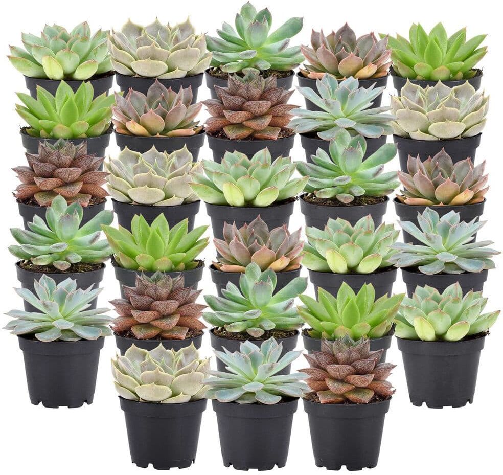 Arcadia Garden Products 2 in. Mini Succulents in Black Grower Pot (28-Pack)