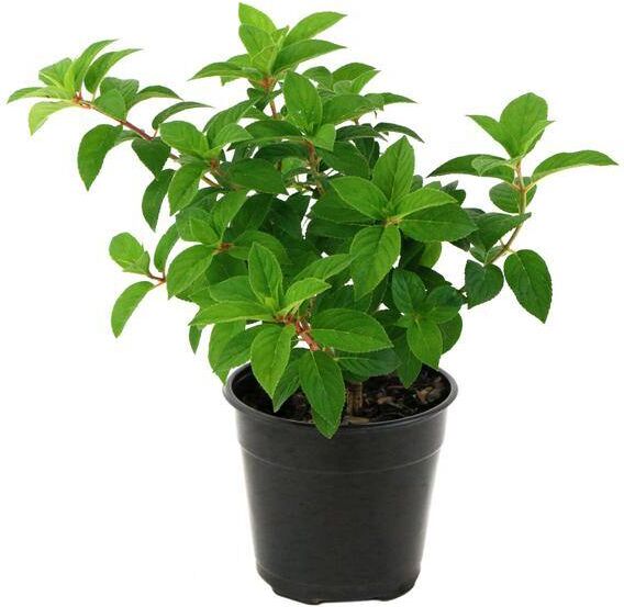 national PLANT NETWORK 2 Gal. Hydrangea Strawberry Sundae Shrub with White and Pink Flowers