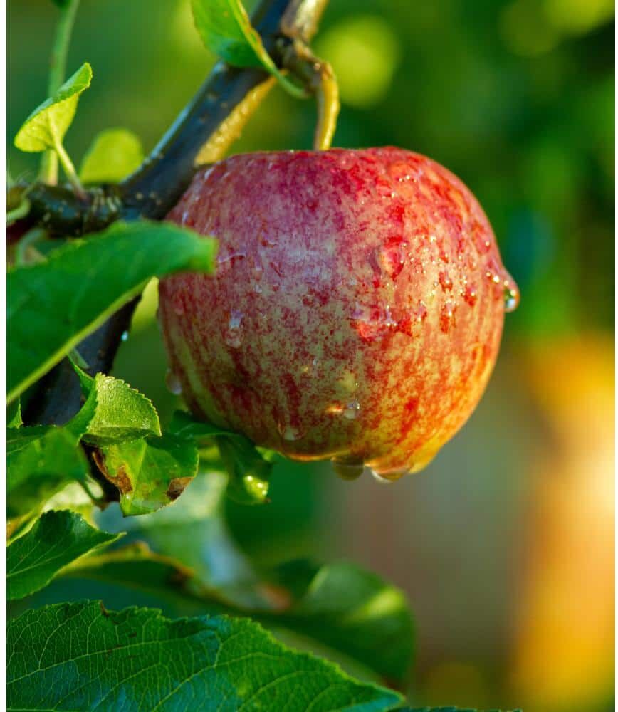 Online Orchards 3 ft. Braeburn Apple Tree with Rare Sweettart Cinnamon Flavor