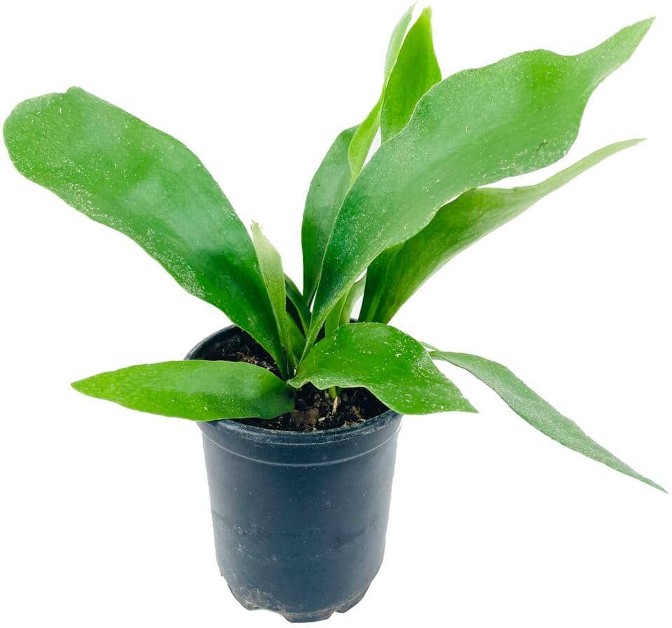 Wekiva Foliage Staghorn Fern - Live Plant in a 4 in. Pot - Platycerium Bifurcatum - Rare and Exotic Ferns from Florida