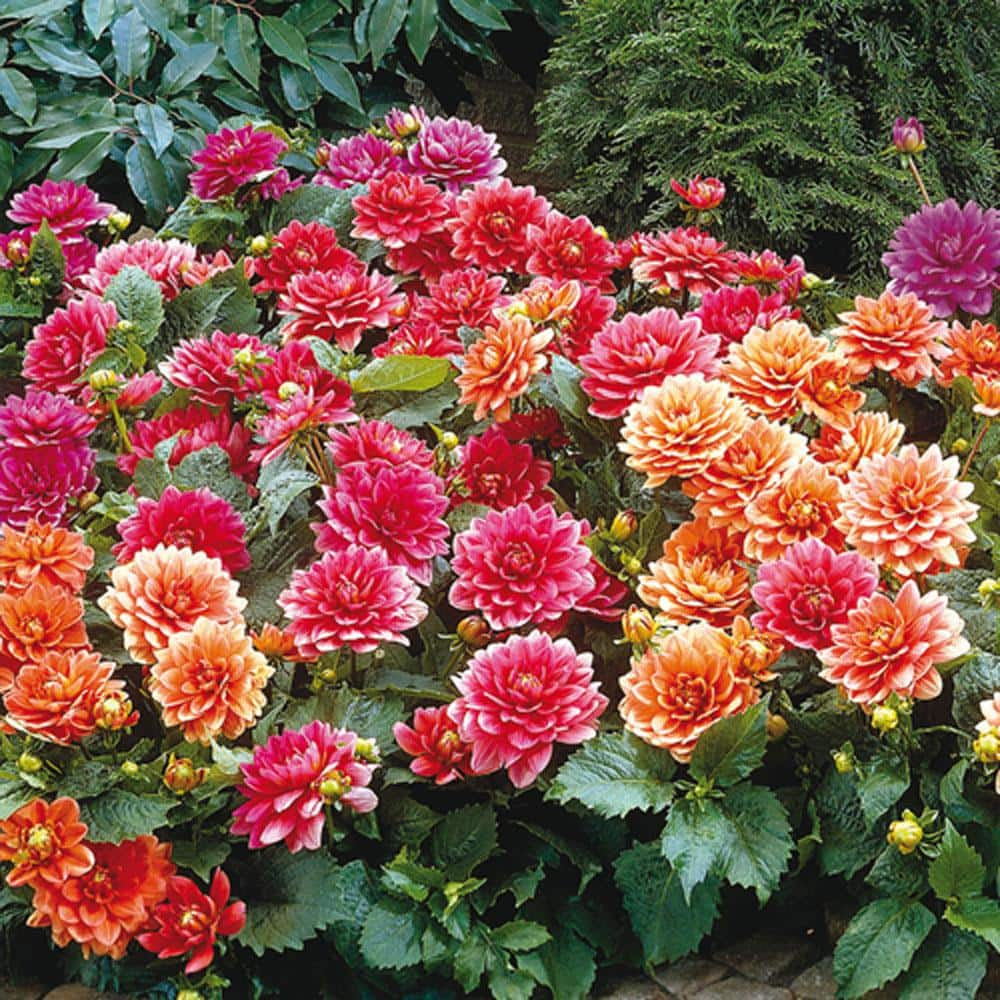 Breck's Border Dahlia Mixture Dormant Flowering Bare Root Bulbs (5-Pack)