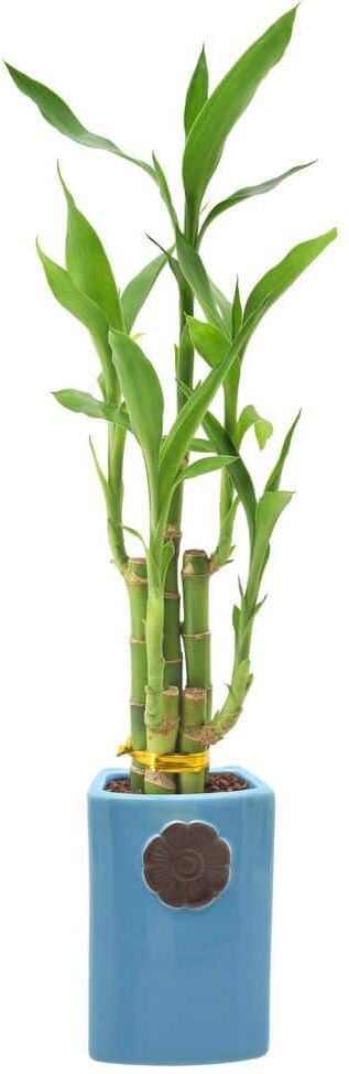 Arcadia Garden Products 2-1/2 in. 5-Stem Lucky Bamboo Contour II Blue Ceramic Planter