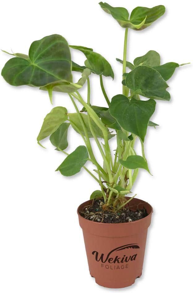 Wekiva Foliage 2 in. Philodendron Verrucosum - Ecuador Philodendron - Live Starter Plant - Extremely Rare Indoor Houseplant in a Pot