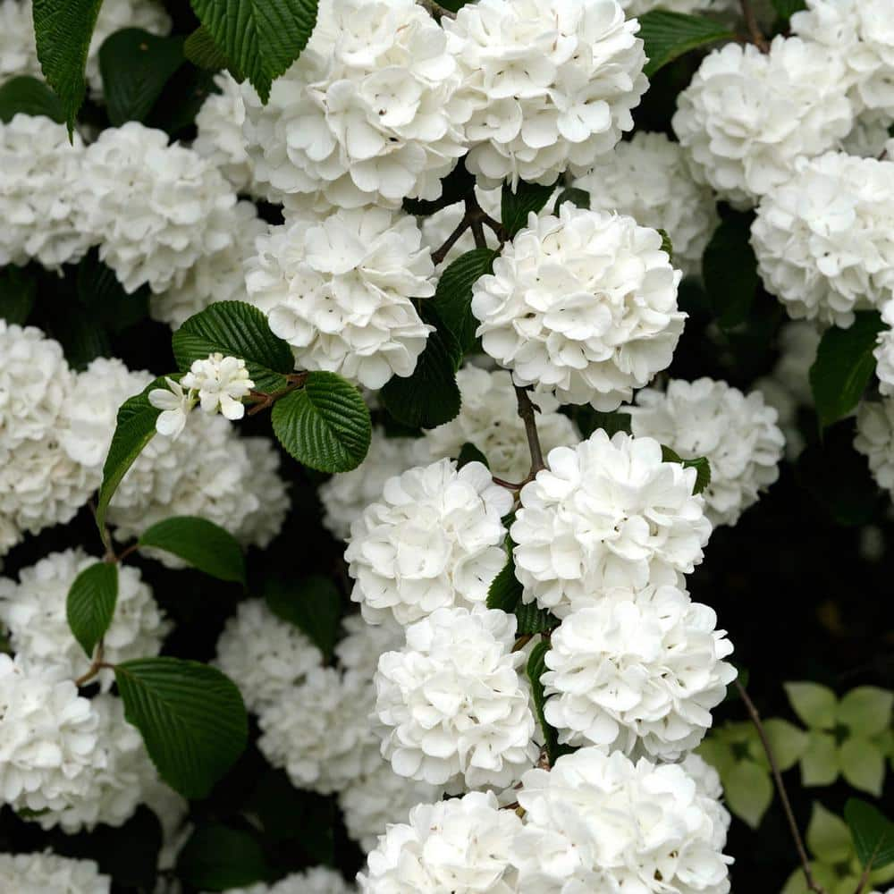 Spring Hill Nurseries 4 Inch Pot Snowball Viburnum Deciduous Flowering Shrub (1-Pack)