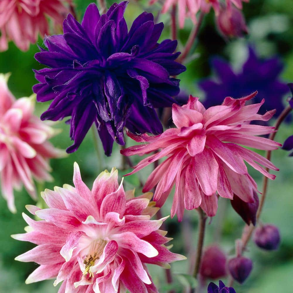 VAN ZYVERDEN Aquilegia Columbine Pink and Blue Barlow Blend (Set of 8 Roots)