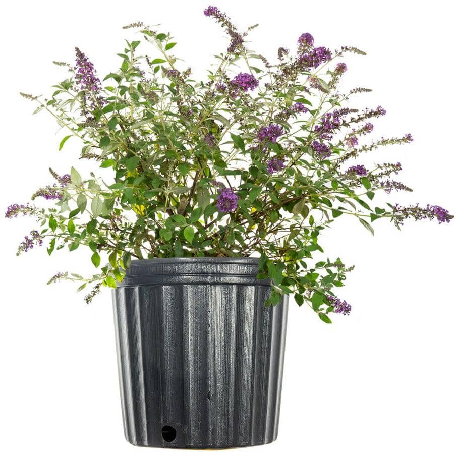 Perfect Plants 3 gal. Nanho Blue Butterfly Bush in Grower's Pot, Light Purplish/Blue Flower Cones