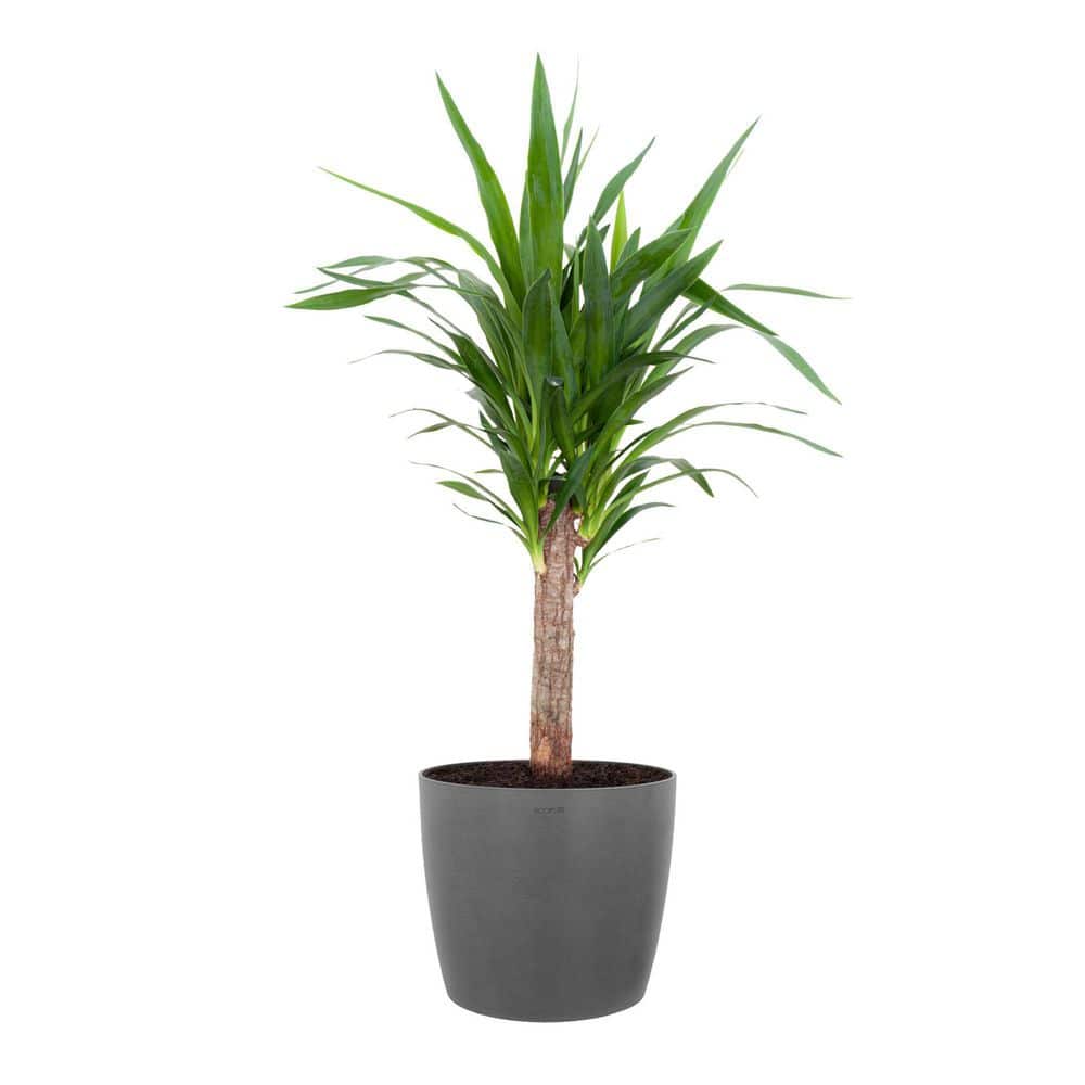 United Yucca Cane Live Indoor Outdoor Plant in 10 inch Premium Sustainable Ecopots Grey Pot with Removeable Drainage Plug