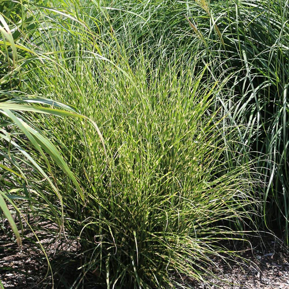 VAN ZYVERDEN Ornamental Grass Bandwidth Miscanthus One 3.25 in. Dormant Potted Plant