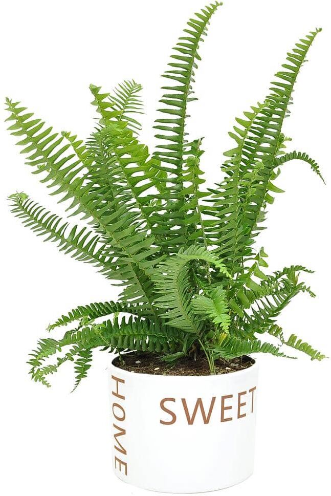 Costa Farms Grower's Choice Fern Indoor Plant in 6 in. Home Sweet Home Ceramic Planter, Avg. Shipping Height 1-2 ft. Tall