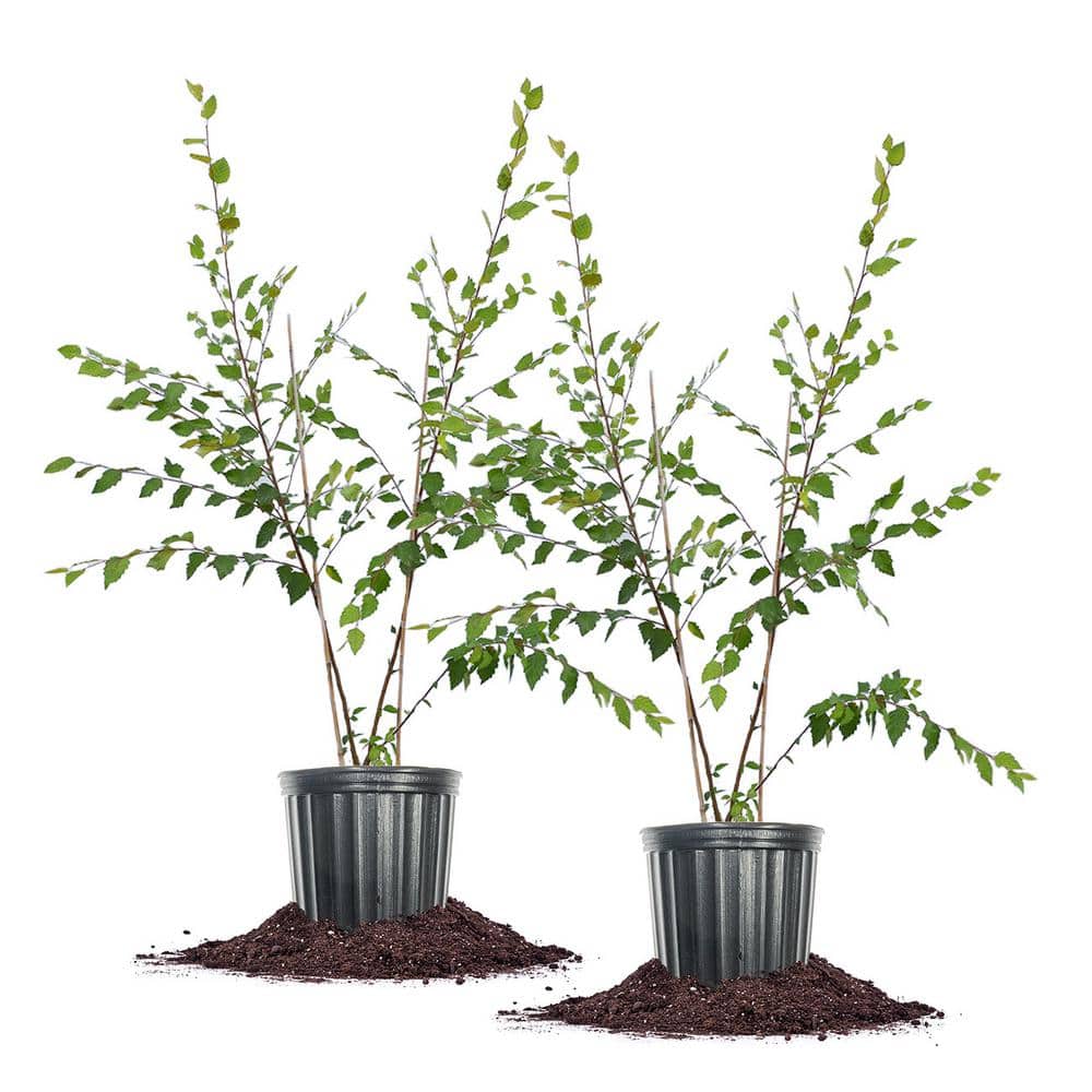 Perfect Plants 5 Gal. River Birch Tree (2-Pack)