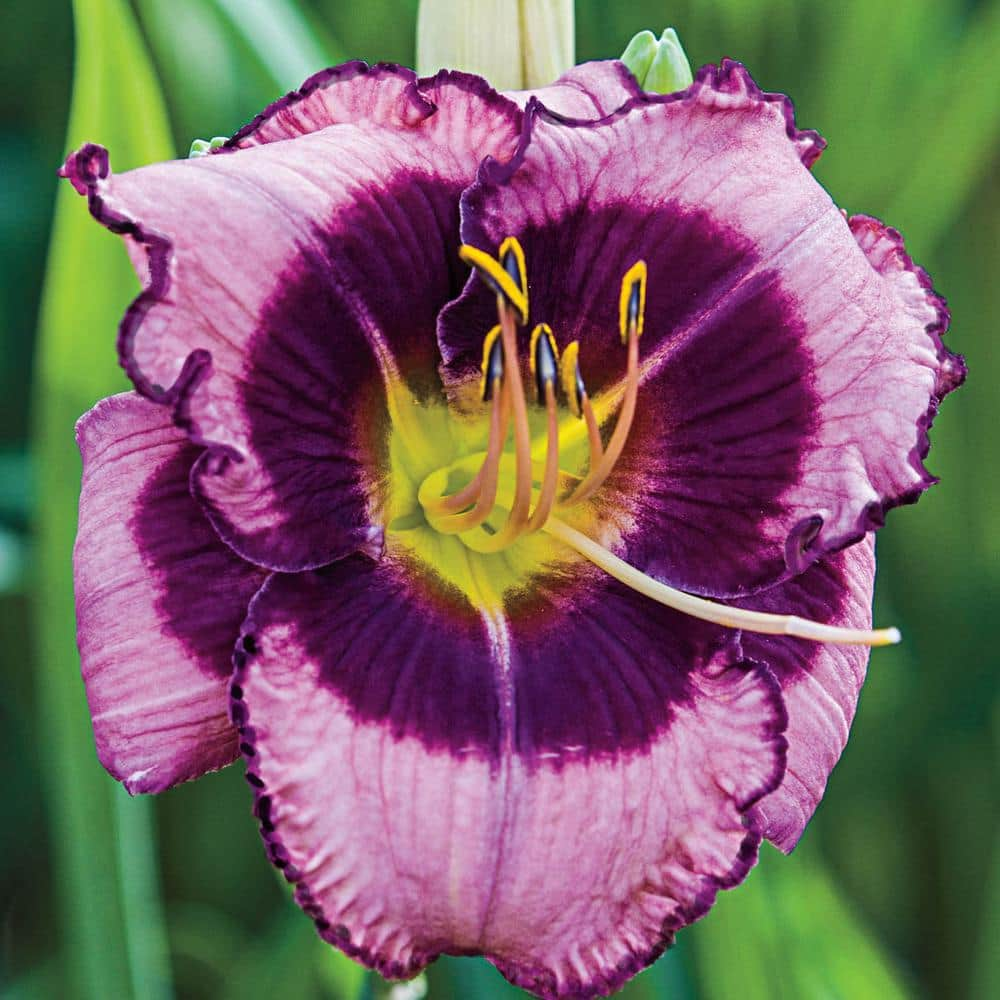 Spring Hill Nurseries MacBeth Reblooming Daylily (Hemerocallis), Live Bareroot Perennial Plant, Lavender Flowers (3-Pack)