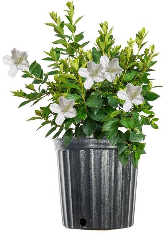 Perfect Plants GG Gerbing Azalea Shrub In 1 Gal. Grower's Pot, Pure White Spring Blooms