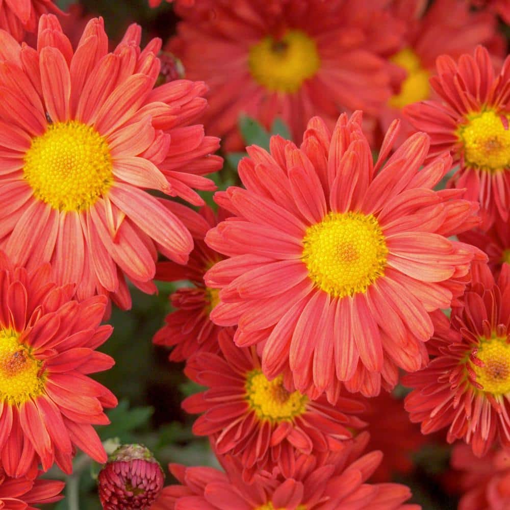 Breck's Red Daisy Mammoth Mum (Chrysanthemum), Dormant Bare Root Starter Perennial Plant (1-Pack)