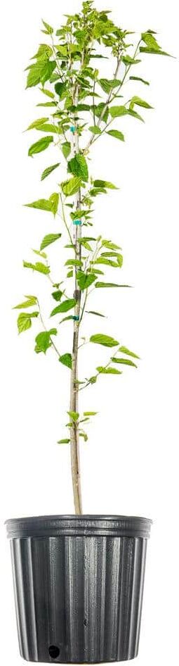 Perfect Plants 4 ft. to 5 ft. Tall Dwarf Everbearing Mulberry Tree in Grower's Pot, Large Delicious Fruit