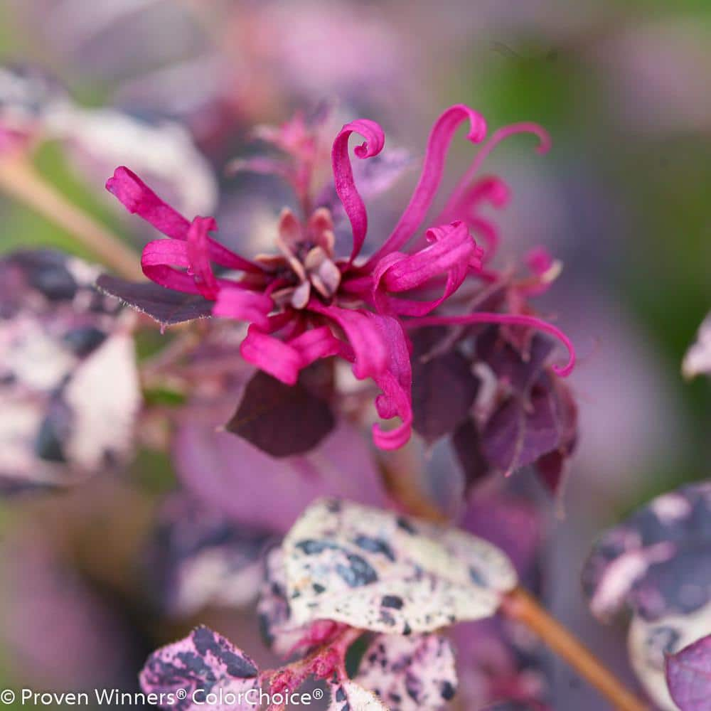 PROVEN WINNERS 2 Gal. Jazz Hands Variegated Evergreen Loropetalum Shrub