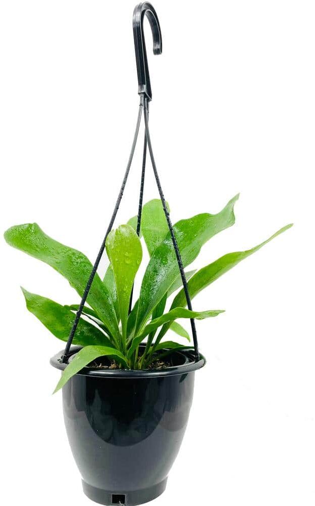 Wekiva Foliage Staghorn Fern Hanging Basket Live Plant in 4 in. Hanging Pot Platycerium Bifurcatum Extremely Rare