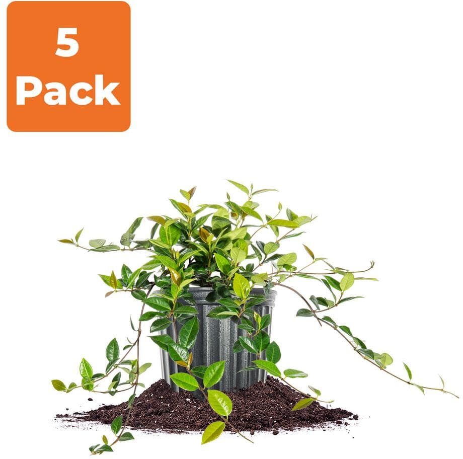 Perfect Plants 1 Gal. Asiatic Jasmine Groundcover Shrub (5-Pack)