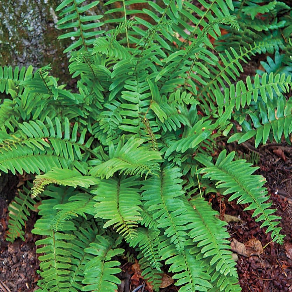 Spring Hill Nurseries Christmas Fern Dormant Bare Root Perennial Plant Roots (5-Pack)