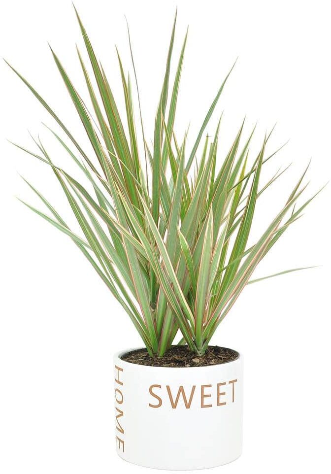 Costa Farms Grower's Choice Dracaena Indoor Plant in 6 in. Home Sweet Home White Ceramic Planter, Avg. Shipping Height 10 in. Tall