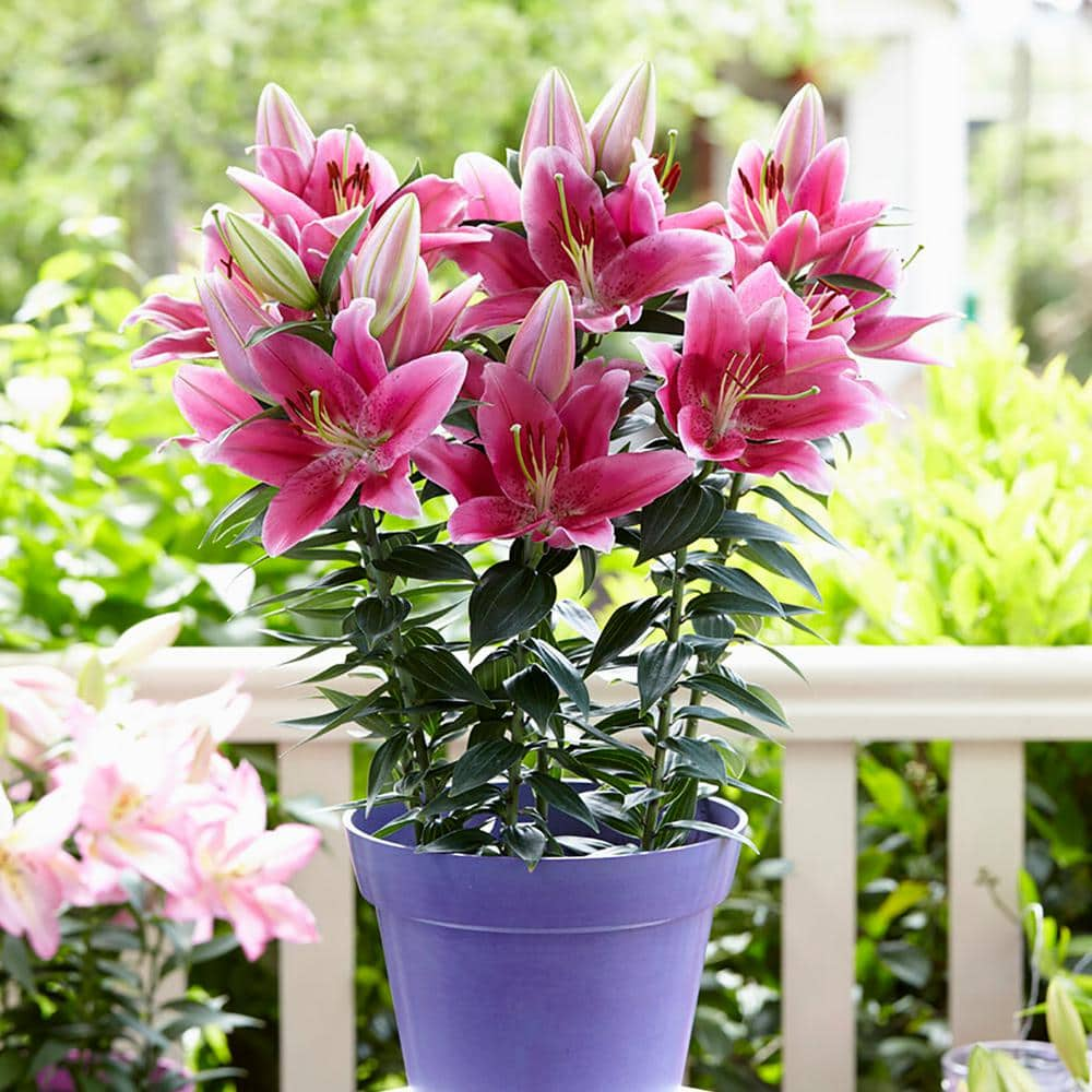 VAN ZYVERDEN Patio Gentle Romance Lilies Kit with 7 Bulbs, Metal Planter, Nursery Pot, Medium, Gloves, Planting Stock