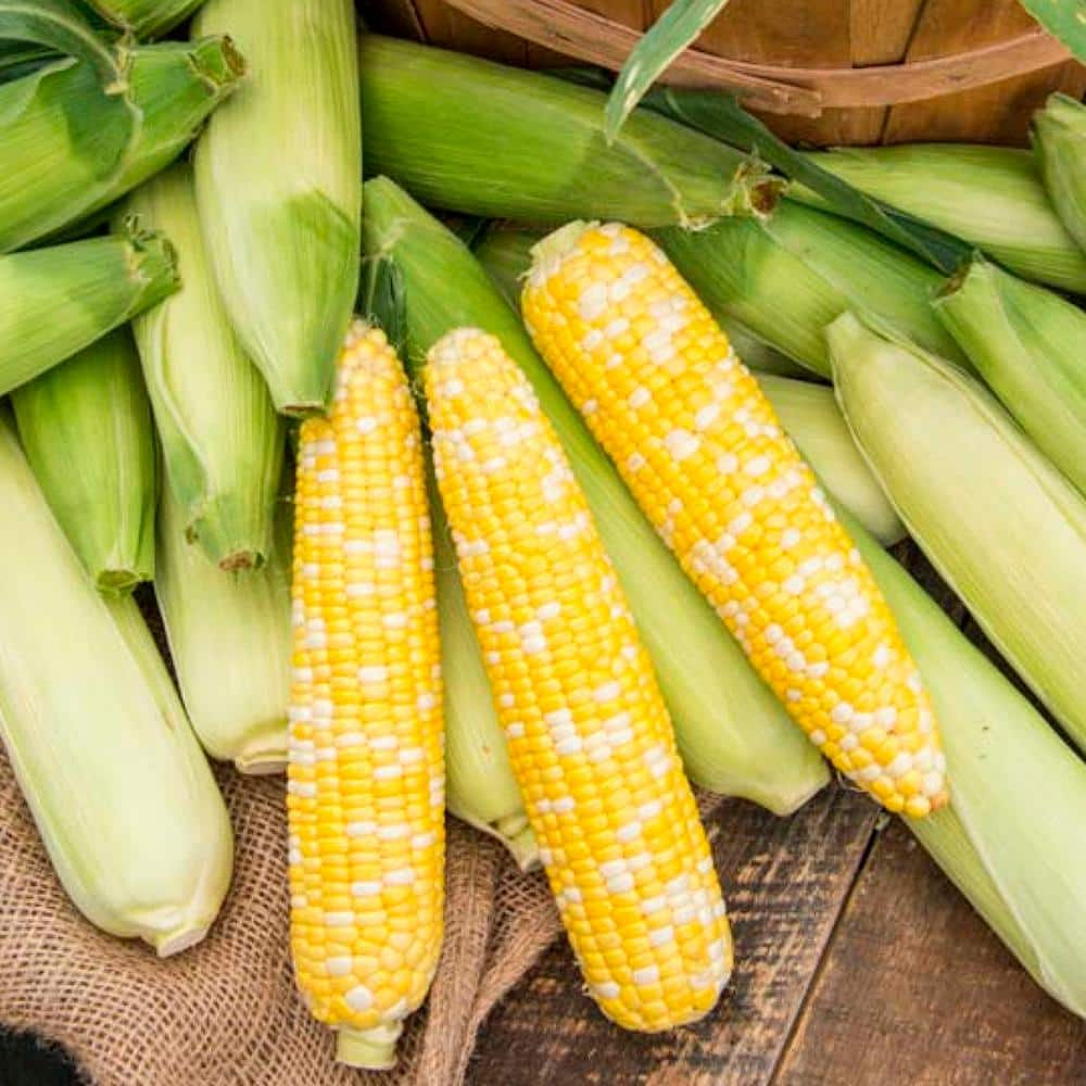 Gurney's Sweet Corn Gotta Have It Hybrid (2 lb. Seed Packet)